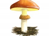 Suillus luteus (Slippery Jack) FU001