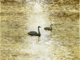 Whooper Swans on Golden Water BD004