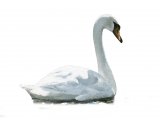 Mute Swan (Cygnus olor) BD0477