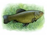 F078 - Tench (Tinca tinca)