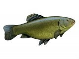 F079 - Tench (Tinca tinca)