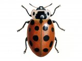 Thirteen-spot Ladybird (Hippodamia 13-punctata) IN001