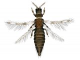 IN180 - Thrips (Aeolothrips intermedius)