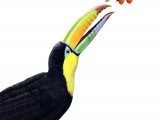 Keel-Billed Toucan (Ramphastos sulfuratus) BD091