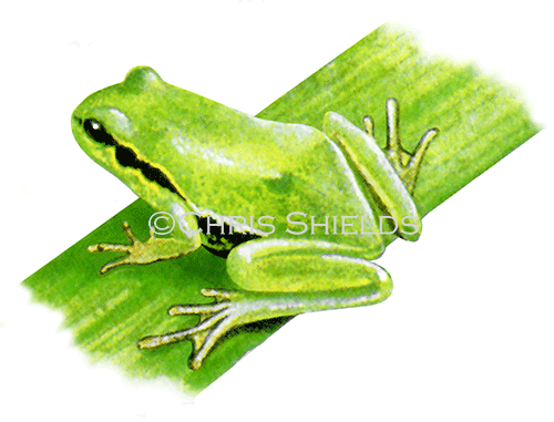 Tree Frog (Hyla arborea) RA175