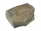 PF041 - Tree Leaf Fossil (angiosperm) Platanus