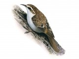 Treecreeper (Certhia familiaris) B0447