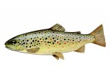 F201 - Trout (Brown) Salmo trutta