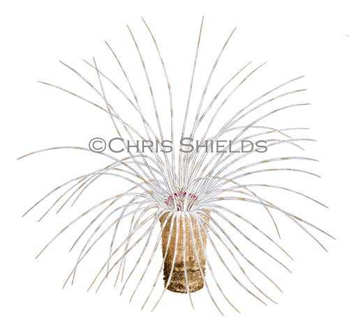 Tube Anemone (Cerianthus lloydii) OS0041