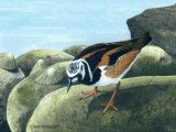 Turnstone (Arenaria interpres) BD0451