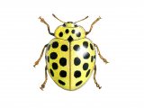 Twentytwo-spot Ladybird (Thea 22-punctata) IN001