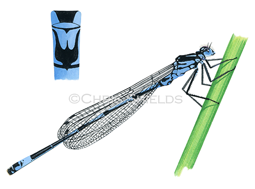 Variable damselfly (Coenagrion pulchellum) IN001