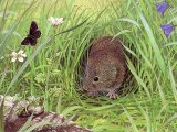 Vole (Common) Microtus arvalis M004