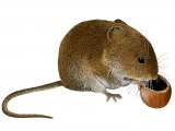 Vole (Field) Microtus agrestis M003