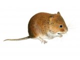 Vole - Bank (Myodes glareolus) M001