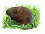 Vole - Water (Arvicola amphibius) M001