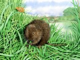 Vole - Water (Arvicola amphibius) M002