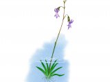 Water Lobelia (Lobelia dortmanna) BT0145