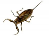 Water Scorpion (Nepa cinerea) IN001