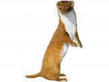 Weasel (Mustela nivalis) M001