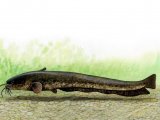 F234 - Wels Catfish (Silurus glanis)