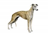 Whippet (Canis lupus familiaris) M012