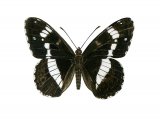 White Admiral (Limenitis camilla) IN002