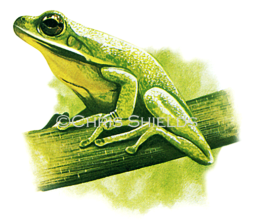 White Lipped Tree Frog (Litoria infrafrenata) RA178