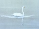 Whooper Swan (Cygnus cygnus) BD0108