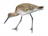 Willet (Tringa semipalmata) BD0110