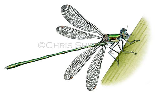 Willow Emerald Damselfly (Chalcolestes viridis) IN001