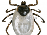 Wood Tick (Ixodes ricinus) OS0083