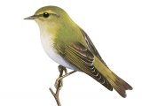 Wood Warbler (Phylloscopus sibilatrix) BD0488