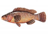 F238 - Wrasse (Ballan) Labrus bergylta