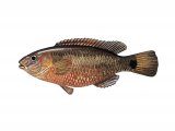 F239 - Wrasse (Corking) Crenilabrus melops