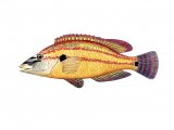 F247 - Wrasse (Painted) (male) Crenilabrus tinca