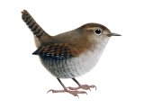 Wren (Troglodytes troglodytes) BD0499