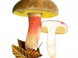 Xerocomus ferrugineus (Bolete) FU001