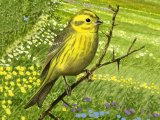 Yellowhammer (Emberiza citrinella) BD0501