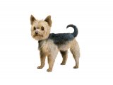 Yorkshire Terrier (Canis lupus familiaris) M014