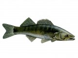 F254 - Zander (Stizostedion lucioperca)